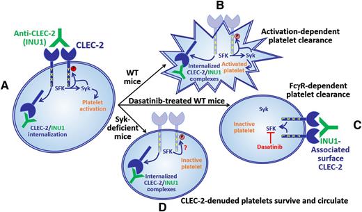 A rat monoclonal antibody, INU1, that is specific for mouse CLEC-2 induces activation of SFK and Syk, resulting in platelet activation and internalization of INU1/CLEC-2 complexes (A). In wild-type mice, INU1-bound platelets, which have internalized their INU1/CLEC-2 complexes, are cleared in a manner that depends upon platelet activation (B). In wild-type mice treated with the SFK inhibitor, dasatinib, platelets can neither be activated nor can they internalize CLEC-2/INU1 complexes; consequently, they are cleared in a manner that depends on binding of FcγRs, presumably on phagocytes, to the Fc region of the INU1 IgG heavy chain (C). Interestingly, in Syk-deficient mice, platelets do not become activated but do internalize CLEC-2/INU1 complexes; consequently, they cannot be cleared by either the activation-dependent or FcγR-dependent pathway and therefore continue to circulate (D). These findings show that antibody-mediated CLEC-2 downregulation can be uncoupled from antibody-induced thrombocytopenia, which is a prerequisite for CLEC-2 targeting strategies to be useful as antithrombotic therapies.
