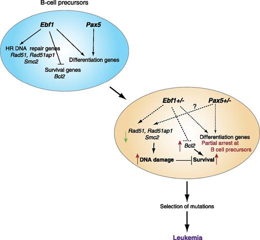 A model on the role of Ebf1 and Pax5 in B-cell differentiation that is based on the Prasad et al study is presented. The reciprocal effects of Ebf1 haploinsufficiency on DNA repair and survival genes are shown in combination with previously described effects on differentiation also supported by Pax5. Increased DNA damage in B-cell precursors normally leads to apoptosis; however, an increase in survival genes caused by Ebf1 haploinsufficiency supports survival. Subsequent selection of B-cell precursors with mutations in genes promoting leukemic transformation is augmented by the combined haploinsufficiency in Ebf1 and Pax5, possibly by accentuating a partial block at a highly proliferative stage of B-cell differentiation.
