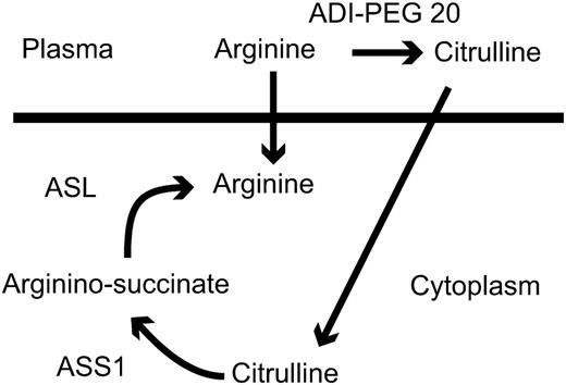 The 2 enzymes required for endogenous arginine synthesis are shown together with the products of arginine after ADI-PEG 20 therapy. Reprinted with permission from Figure 1A in the article by Miraki-Moud et al that begins on page 4060.