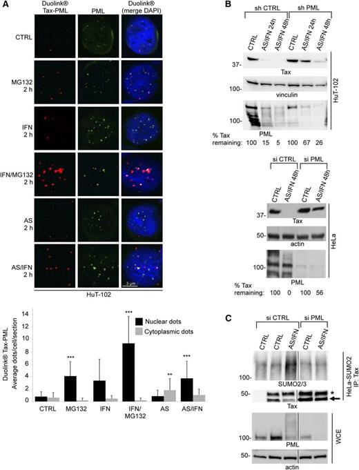 Figure 3. PML is required for Tax sumoylation and degradation. (A) (upper) Endogenous Tax-PML interactions detected by Duolink in HuT-102 cells treated as indicated. PML was stained with anti-PML antibodies (green), and nuclei were stained with DAPI (blue). In the quantification below, significant P values are indicated by asterisks compared with untreated samples. (B) (upper) HuT-102 cells were transduced with nontargeting control shRNA (shCTRL) or shRNA against PML (shPML) and treated with AS/IFN for up to 48 hours. Degradation of endogenous Tax was analyzed by western blot. (Lower) HeLa cells transiently expressing Tax were treated as above. Percentages show quantification of remaining Tax at each time point after normalization to actin. (C) Tax-transfected HeLa-SUMO2 cells were cotransfected with either siCTRL or siPML. Tax immunoprecipitates (IP: Tax) were blotted against SUMO2/3 and Tax. Arrow points to the band corresponding to Tax, whereas asterisk denotes IgG heavy chain. First lane shows control IP with no antibody.