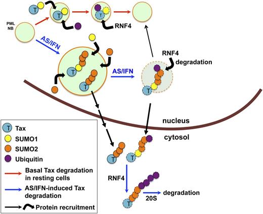 Figure 5. AS/IFN-induced Tax degradation involves NB-driven hyper-sumoylation. In untreated cells, Tax may be primarily SUMO1 conjugated and is mostly nuclear. Tax is rapidly turned over in NBs (upper pathway, red arrows). Treatment with AS/IFN dramatically enhances NB formation, promoting further Tax recruitment into NBs and its poly-sumoylation by SUMO2/3. SUMO2/3-conjugated Tax is poly-ubiquitinated by RNF4 and marked for degradation. SUMO-conjugated Tax can also be exported into cytoplasm, where degradation of the remaining molecules takes place (lower pathway, blue arrows).