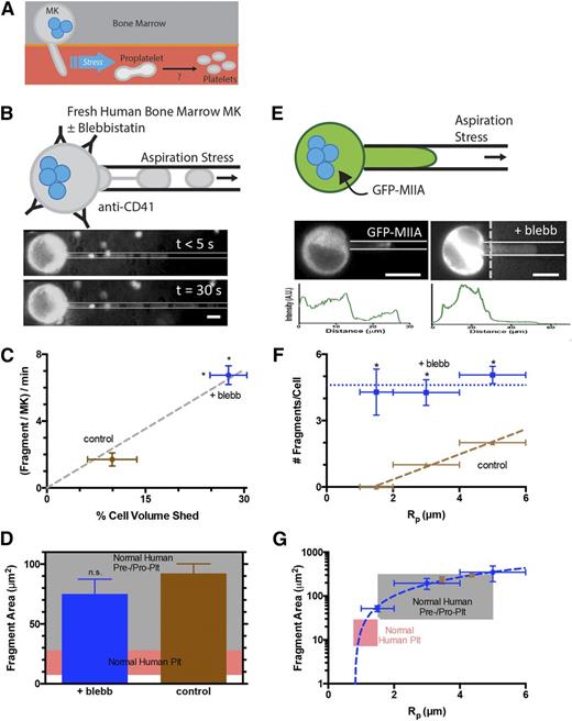 Figure 1. Myosin-IIA inhibition of MKs enhances generation of fragments that are similar in size to normal human pre/proplatelets. (A) Platelet generation scheme: MKs in bone marrow extend membrane processes into the flowing blood where shear stress fragments large pre/proplatelets. Conversion to dumbbell-shaped proplatelets allows fission to small, normal platelets. (B) MKs enriched from fresh human bone marrow were stained with Hoechst 33342 and anti-CD41 and treated ± blebbistatin before micropipette aspiration. Fragmentation occurs within seconds and persists for minutes (scale bar = 10 μm). (C) Blebbistatin enhances fragment frequency and results in a higher percentage of total MK volume release vs DMSO control (N = 4 cells, n > 10 fragments/cell for control, n > 30 fragments/cell for blebb, ± standard error of the mean (SEM), *P < .01). The single-parameter fit goes through both data points. (D) Released fragment size is unaffected by blebbistatin, and fragments are similar in size to normal human pre/proplatelets (n = 35 fragments for control, n = 135 fragments for blebb, ±SEM, P = .5). The pink shaded region denotes the calculated range of projected area from normal human platelet diameters. The gray shaded region denotes estimations from reported preplatelet diameters.2 (E) MEG-01 cells nucleofected with GFP-MIIA and treated ± blebbistatin and fluorescent images of GFP-MIIA MEG-01 cells undergoing fragmentation in micropipette aspiration (scale bar = 10 μm). Intensity of cell body has been adjusted to allow visualization of aspirated fragment. Intensity is plotted below each micrograph. (F) Blebbistatin treatment of non-nucleofected MEG-01 cells increases the number of fragments per cell as well as permission of fragmentation at smaller-radius pipettes. Linear fit of DMSO: y = 0.57x − 0.8, R2 = 0.99, n = 2, ±SEM. 20 μM blebbistatin: n > 15 ±SEM. Statistical significance determined between DMSO and 20 μM blebbistatin for a given Rp, *P < .05. (G) The fragment area is not affected by blebbistatin, but treatment facilitates fragmentation of smaller fragments from smaller pipettes. Linear fit of 20 μM blebbistatin: y = 138x−187 (R2 = 0.99, n < 40, ±SEM). DMSO: n > 6 ±SEM. The pink shaded region denotes calculated range of area from reported normal human platelet diameters. The gray shaded region denotes estimations from reported preplatelet diameters.2