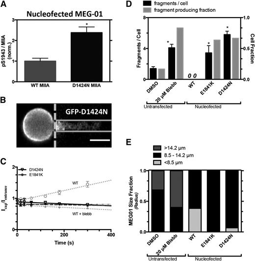 Figure 5. Stress-induced myosin-II localization and MK fragmentation altered by MYH9-RD. GFP-MIIA mutation associated with MYH9-RD, D1424N, or E1841K, specifically, were introduced into MEG-01 cells. (A) Introduction of a D1424N MIIA mutation in MEG-01 cells shows an increase in % pS1943 MIIA compared with WT by flow cytometry (*P < .005). (B) Representative fluorescent micrographs showing uniform GFP distribution from GFP-D1424N MIIA in MEG-01 (scale bar = 5 μm). (C) Upon application of stress by micropipette aspiration, GFP-MIIA is seen evenly distributed throughout the aspirated length in a manner similar to either S1943D MIIA or blebbistatin-treated cells (gray dotted line). E1841K: (y = 1.1*10−4x + 0.81, R2 = 0.27, n = 10, ±SEM). (D) These cells showed an enhanced propensity to produce fragments similar to that of blebbistatin treatment (n > 8, ±SEM, *P < .05, significant from untransfected DMSO). (E) Quantification of MEG-01 size for each of the cell types used for micropipette aspiration. The MYH9-RD mutant cells, which produced fragments, show a higher distribution of larger cells compared with the WT and phosphomutants that did not fragment.