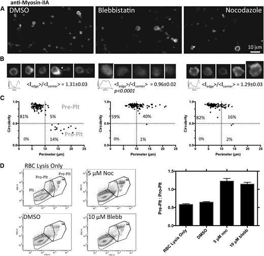 Figure 6. Myosin-IIA activity controls conversion to proplatelets and cleavage of normal platelets. Proplatelet-enriched fractions from peripheral blood collected in AJ buffer were incubated with DMSO, 10 μM blebbistatin, or 5 μM nocodazole for 6 hours at 37°C. (A-B) Imaging after drug treatment shows at high magnification of the myosin IIA distribution as well as its morphology. Line scans and surface plots show that myosin localization to the periphery with DMSO and nocodazole treatment is disrupted by blebbistatin. Staining for MIIB was done in parallel using the same secondary antibody, which indicated, on average, MIIA:MIIB = 250 (N = 25 across 5 fields of view for each isoform). (C) Quantification of immunofluorescence of 6-hour–treated proplatelet-enriched fractions shows a shift toward preplatelets at the expense of proplatelets after blebbistatin or nocodazole incubation. One-hour treatments done in parallel did not show a significant difference from 6-hour treatments. Gates are based on previously published values.2 (D) Flow cytometry scatter plots with platelet populations determined based on scatter and gated on CD41+ Hoechst– GPA–. The bar graph summarizes flow cytometry.