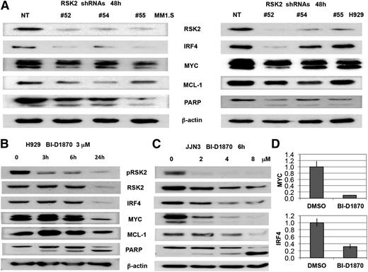 Figure 6. Knockdown or inhibition of RSK2 in myeloma cell lines induced apoptotic signaling and downregulation of IRF4, MYC, and MCL1. (A) Myeloma cell lines (MM1.S and H929) were infected with NT and RSK2 shRNAs lentivirus. After 48 hours, cells were harvested and used for immunoblotting assay to measure the expression of IRF4, MYC, MCL1, BIM, and PARP. (B) H929 cells were incubated with BI-D1870 (BI, 3 μM) at indicated time points, followed by immunoblotting analysis. (C) JJN3 cells were incubated with BI-D1870 at indicated doses for 6 hours, followed by immunoblotting analysis. (D) JJN3 cells were incubated with 2 μM of BI-D1870 for 3 hours, followed by qPCR analysis of MYC and IRF4 expression at transcription level.