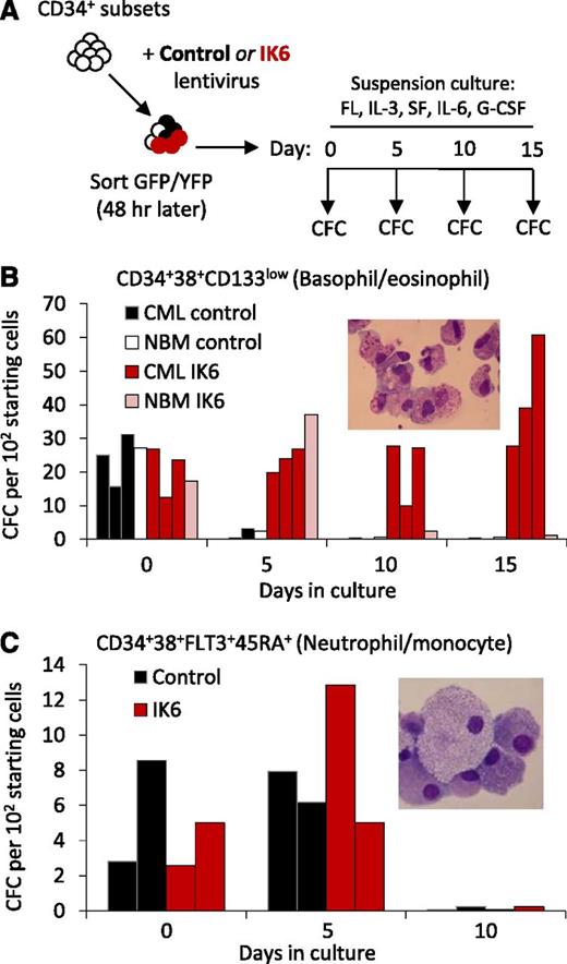 Figure 5. IK6 enhances basophil production from primitive CP-CML cells at multiple stages of differentiation. (A) Experimental design used to test the effect of IK6 on the CFCs produced from 2 different subsets of CD34+CD38+ cells after 0 to 15 days in the same suspension culture conditions used for lentiviral gene transfer. (B) Numbers of colonies produced from IK6- and control-transduced CD34+CD38+CD133low cells (enriched for basophil and eosinophil progenitors) obtained by FACS from 3 CP-CML patients and a pool of 3 normal BM samples and cultured as described in panel A. The inset shows a representative cytospin of cells in the colonies. (C) Numbers of colonies produced from IK6- and control-transduced CD34+CD38+FLT3+CD45RA+ cells (enriched for neutrophil/monocyte progenitors) obtained by FACS from 2 CP-CML patients, as described in panel A. The inset shows a representative cytospin of cells in the colonies.