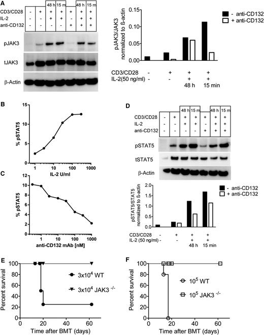 Figure 4. CD132 blockade reduces JAK3 and STAT5 phosphorylation in activated T cells, and JAK3 deficiency in donor T cells reduces GVHD. (A) western blot analysis is shown for pJAK3, tJAK3, and β-actin on the protein derived from splenic CD4 and CD8 T cells (C57BL/6) and enriched by MACS that had been exposed to CD3/CD28 beads, IL-2 (50 ng/mL), and anti-CD132 (100 nm) for 48 hours when indicated. Left panel, One representative western blot is shown; right panel, quantification of the pJAK3/tJAK3 ratio is shown. (B) Flow cytometry–based analysis is shown for pSTAT5 (y-axis), in splenic CD4 T cells (C57BL/6) that were exposed to increasing levels of IL-2 for 15 minutes (x-axis). (C) Flow cytometry–based analysis is shown for pSTAT5 (y-axis), in splenic CD4 T cells (C57BL/6) that were exposed to IL-2 (100 IU/mL) for 15 minutes and increasing levels of anti-CD132 (x-axis). (D) Western blot analysis is shown for pSTAT5, tSTAT5, and β-actin on the protein derived from splenic CD4 and CD8 T cells (C57BL/6) enriched by MACS that had been exposed to CD3/CD28 beads, IL-2 (50 ng/mL), and anti-CD132 (100 nm) for 48 hours when indicated. Top panel, One representative western blot is shown; lower panel, quantification of the pSTAT5/tSTAT5 ratio is shown. (E-F) Sublethally irradiated bm12 recipient mice received IV infusions of either 3 × 104 (E) or 105 (F) T cells derived from Jak3−/− or WT (both C57BL/6 background) mice (n = 5 per group) and survival was measured over time. Survival was improved in the groups receiving T cells derived from Jak3−/− compared with WT mice at both T-cell dosages (P < .001).