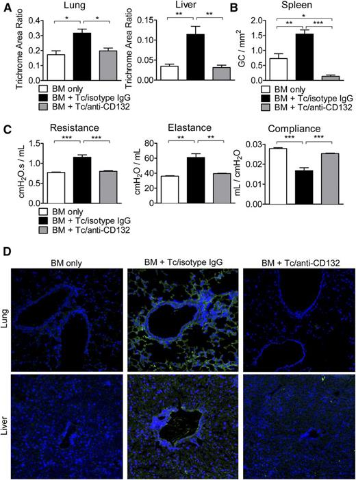Figure 5. CD132 mAb treatment attenuates characteristics of chronic GVHD. (A) Collagen deposition was quantified by trichrome staining in the lungs and liver. In both organs, the accumulated collagen was reduced when mice were treated with anti-CD132 mAb compared with mice treated with the isotype (*P < .05, **P < .01). The trichrome area ratio equals (trichrome area)/(total area). (B) Germinal center B-cell hyperplasia was assessed in the spleen using a PNA stain (*P < .05, **P < .01, ***P < .001). (C) PFTs were performed in mice developing chronic GVHD to observe lung resistance, elastance, and compliance (**P < .01, ***P < .001). (D) Ig deposition (green) is shown for representative sections of the lungs and liver in the different groups. Nuclear stain with 4′,6-diamidino-2-phenylindole in blue. One representative experiment of 3 is shown.