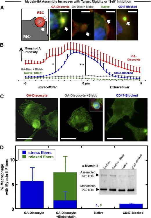 Figure 3. Myosin-II accumulation at the phagocytic synapse is strongly promoted by target rigidity and more weakly inhibited by CD47. (A) The phagocytic synapse schematic (left) illustrates the intensity analysis of immunofluorescence images. White arrow indicates alignment. THP-1 macrophages were either pretreated or not with myosin-II inhibitor blebbistatin (20 μM), followed by incubation with the various antiserum opsonized RBCs for 45 minutes at 37°C and then fixed and immunostained for myosin-IIA (green), F-actin (red), and DNA (blue) (scale bar, 10 μm). (B) Accumulation of myosin-II at the phagocytic synapse was quantified (n ≥ 3 ± SD), proving highest for rigid GA discocytes and secondarily for CD47-blocked RBCs (*P < .05). Blebbistatin suppresses myosin-IIA accumulation to levels similar to native RBCs, denoted CD47+ (**P < .05). (C) Fluorescence images of myosin-IIA localization in macrophage fed either GA discocytes with or without pretreatment with blebbistatin (20 μM), or CD47-blocked RBCs (scale bar, 30 μm). (D) Actomyosin fiber formation was quantified in macrophages, showing that addition of GA discocytes resulted in the highest frequency of macrophages with stress fibers. Blebbistatin pretreated macrophages showed curved and relaxed fibers, whereas macrophages cultured with native RBCs do not show fibers. (Inset) Immunoblot for nonmuscle myosin-IIA heavy chain, of macrophage lysates following phagocytosis, shows the presence of 230- and 520-kDa bands, with the high molecular weight band suggesting stable myosin assembly.