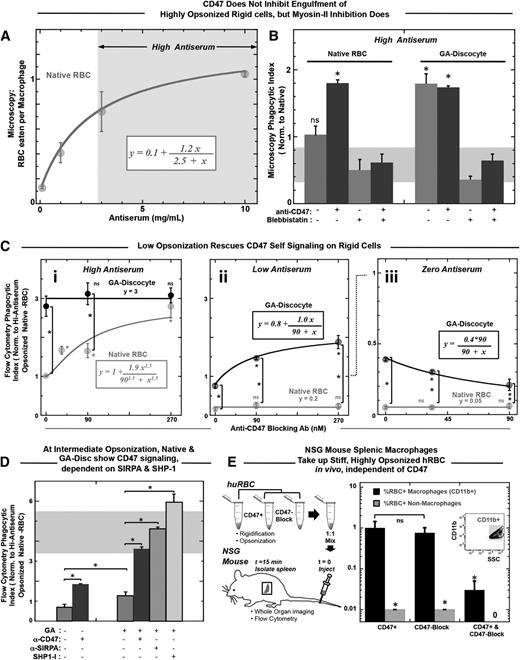 Figure 4. Rigid RBCs and CD47-blocked RBCs both promote opsonization-driven phagocytosis unless myosin-II is directly inhibited. (A) Phagocytic uptake shows an increasing and saturating response to antiserum concentration. High antiserum is defined as treatment with antiserum concentration greater than that required to result in half of saturating levels of engulfment, as highlighted by the arrows and gray box. (B) High antiserum opsonized RBCs were incubated with THP-1 macrophages for 45 minutes at 37°C. A microscopy-based phagocytosis assay indicated that native RBCs were engulfed more so when they were CD47 blocked, unless macrophages were pretreated with blebbistatin (20 μM). Rigidified GA discocyte engulfment proved independent of CD47 blocking (*P < .05). However, engulfment of GA discocytes, like native RBCs, was inhibited by pretreating macrophages with blebbistatin. The gray bar thus highlights a baseline level of myosin-II-independent phagocytosis. Phagocytosis is significantly higher than baseline when RBC targets are either CD47 blocked or GA rigidified. Blebbistatin pretreatment of both native-blocked and rigid cells keep uptake at the baseline. (C) High-throughput flow cytometry assay for phagocytic uptake with opsonization per supplemental Table 2 shows that for high antiserum opsonization, phagocytosis of GA discocytes is unaffected by blocking of CD47 (not significant) (i), whereas at low antiserum opsonization, blocking of CD47 on GA discocytes does increase phagocytosis) (ii). For high antiserum opsonized deformable native RBCs, phagocytosis increases with blocking of CD47 (i), whereas, at low antiserum opsonization, phagocytosis of native cells is insignificant regardless of blocking CD47 (not significant) (ii). Hyperbolic fits for i and ii give K = 90 nM and an ∼2.5-fold increase from baseline to saturation. Clearly, the anti-CD47 blocking treatment alone is not sufficient to drive engulfment of native RBCs. In the absence of antiserum, or with zero antiserum treatment, blocking CD47 on GA discocytes reduces phagocytosis (iii). This suggests the functional CD47-SIRPA interaction on rigidified cells indicated by the SIRPA binding studies here (Figure 1B). For all experiments, *P < .05; n ≥ 3 ± standard error of the mean). (D) At intermediate antiserum opsonization (supplemental Table 2), CD47 signaling can be blocked. Phagocytosis of native RBCs and rigid GA discocytes significantly increases on blocking with anti-CD47 (90 nM). An anti-SIRPA antibody (90 nM) and an SHP-1 inhibitor (NSC87877, 60 nM) enhance uptake of GA discocytes. (E) NSG splenic macrophages take up stiff, highly opsonized hRBCs in vivo, independent of CD47. High antiserum opsonized GA rigidified (17 mM) RBCs were anti-CD47 (CD47 block) treated or not (CD47+), mixed 1:1, and injected into NSG mice via the tail vein (n = 4). Rigid discs were prelabeled with 2 lipophilic dyes, either DiR or PKH26, to be distinguished after mixing. Spleens were isolated 15 minutes after injection, dissociated, and analyzed by flow cytometry. Splenic macrophages were distinguished from splenocytes by Cd11b expression and quantified for the percentage positive RBC uptake. Although 1% of splenic macrophages were positive for CD47 blocked and CD47+ hRBCs, double-positive macrophages were rare, as were positive nonmacrophage cells (CD11b−).