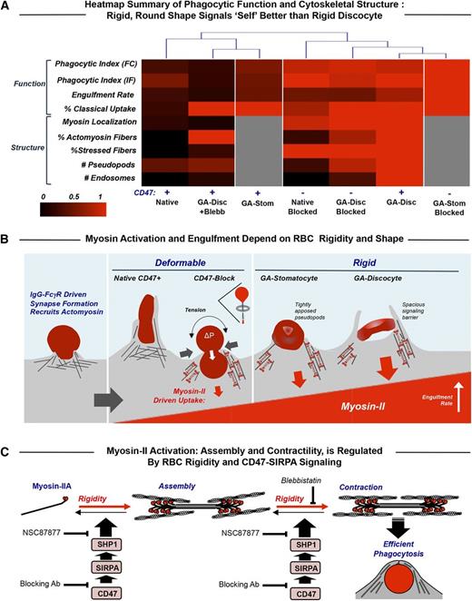 Figure 6. Myosin-II activity at the phagocytic synapse with opsonized RBC targets is inhibited by CD47 and enhanced by target rigidity. (A) Heat map summary and hierarchical clustering of normalized results for the various experiments. The dendrogram indicates that the macrophage response to rigid GA discocytes is distinct from that of native RBC targets and that blocking CD47 on deformable RBCs (but not on GA discocytes) reduces the difference, as does blebbistatin pretreatment of macrophages encountering GA discocytes (CD47+ GA-Disc +Blebb). CD47 inhibition is partially rescued with rigid but rounded GA stomatocytes (CD47+ GA-Stom), unless CD47 blocked (CD47− GA-Stom). (B) Macrophage recognition of IgG opsonin on the surface of RBCs by FcγR phagocytic receptors activates cytoskeletal proteins including myosin-II. Effective signaling via SIRPA to phosphatases does occur with CD47 on either flexible self-cells or sufficiently rounded but rigid self-cells. RBC rigidity has the effect of rapidly and strongly activating adhesion and myosin-II contractions. Macrophages pinch deformable CD47-blocked native RBCs at their midpoint and then fully engulf these RBCs in a manner analogous to a deflated balloon pulled through a napkin ring (inset schematic). Rigid discocytes maintain their shape throughout engulfment, which limits contact between macrophage receptors and ligands, particularly SIRPA and CD47 on the RBCs, and thus the spacious phagosome may act as a signaling barrier. Rounded GA stomatocytes show tightly apposed macrophage pseudopods and rescued CD47 signaling. (C) Schematic of myosin-II assembly in phagocytosis in which myosin-II dimers assemble and contract actin filaments in response to rigidity of human RBCs while becoming more disorganized in response to CD47-SIRPA-mediated activation of immunoinhibitory phosphatase, SHP-1. We showed previously7 that phosphorylation of tyrosines in myosin-IIA’s head and tail activate the motor, increasing its accumulation at the phagocytic synapse and increasing the efficiency of phagocytic uptake, whereas CD47-SIRPA’s activation of the tyrosine phosphatase SHP-1 deactivates myosin-IIA. Blebbistatin blocks the activity of myosin II ATPase and thus the ability of the head to generate contractile forces, relaxing the assembled actomyosin fibers. The SHP-1 inhibitor NSC87877 reduces inhibition by CD47 and thus increases RBC uptake.
