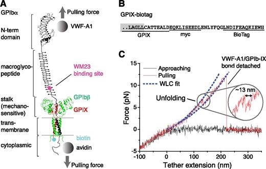 Figure 1. Pulling the engaged A1 domain of VWF induces unfolding of a domain in the full-length GPIb-IX complex. (A) A diagram of GPIb-IX illustrating the experimental setup for the optical tweezer single-molecule force measurement. The BioTag sequence that is specifically recognized and biotinylated by Escherichia coli biotin ligase was either appended to the C-terminus of GPIX cytoplasmic domain (as shown) or placed into the juxtamembrane region of the GPIbα cytoplasmic domain. The biotinylated GPIb-IX was expressed in transfected cells, solubilized in the Triton X-100–containing lysis buffer, and eventually immobilized on the streptavidin-coated bead. Recombinant VWF-A1 was linked through a DNA handle to a polystyrene bead that was placed in an optical trap as described before.3 Individual domains of GPIbα are marked on the left. (B) The cytoplasmic sequence of GPIX-biotag showing the appended site of biotinylation. A c-myc immunotag and a BioTag sequence (underlined) are attached to the C-terminal end of GPIX. Residues in the GPIX transmembrane domain are marked by a gray box. (C) A single-molecule force-distance trace illustrating the unfolding of MSD before the detachment of VWF-A1 from GPIb-IX. The inset highlights the observed unfolding event.