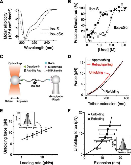 Figure 4. Unfolding of the recombinant stalk region of GPIbα. (A) Overlaid CD spectra of Ibα-S (solid trace) and Ibα-cSc (dashed) in 50 mM Tris, 50 mM NaCl, and 1 mM DTT; pH 7.4 buffer at 20°C. (B) Chemical denaturation plots of Ibα-S (filled squares) and Ibα-cSc (open squares). (C) Illustration of the optical tweezer setup to measure force-induced unfolding of Ibα-cSc. (D) Force-distance traces showing the force-induced unfolding and refolding of Ibα-cSc from pulling at 100 nm/s. (E) Plot of most probable unfolding force as a function of loading rate. Unfolding forces at 5 different loading rates were plotted as histograms (inset). Each histogram was fitted to a Gaussian curve (inset, solid line) to obtain the most probable force. Uncertainty in force is shown as half of the bin width. The solid line is a linear fit of the data to the Bell-Evans model.46 (F) Unfolding force-extension data (black squares) fitted to the WLC model, yielding a contour length of 22.3 ± 0.2 nm. Extension distances were sorted by unfolding force into 2-pN bins. A histogram of extension of each bin (inset) was fitted to a Gaussian curve (inset, solid line) to find peak extension. Unfolding forces were averaged for each bin (n = 43-149 per bin for unfolding, and 40-64 per bin for refolding). Error bars are 1 SD for force and half-width of the Gaussian fit for extension. Open circles represent refolding force-shortening data, which were treated the same way as the unfolding forces-extension.