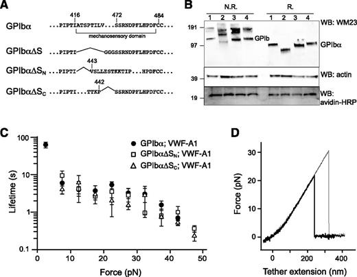 Figure 5. Lack of force-induced unfolding in GPIb-IX complexes with altered MSD. (A) Sequences illustrating various deletion mutations in MSD. (B) Expression and assembly of the mutant complexes, as shown by Western blots under nonreducing (N.R.) or reducing (R.) conditions. Lane 1, cells expressing wild-type complex GPIbα/GPIbβ/GPIX; lane 2, GPIbα∆S/GPIbβ/GPIX; lane 3, GPIbα∆SN/GPIbβ/GPIX; lane 4, GPIbα∆SC/GPIbβ/GPIX. (C) Lifetimes (mean ± SEM of >3 experiments) of the bonds between VWF-A1 and the 3 constructs as a function of force. Each plot is identified by the identity of GPIbα subunit in the complex and the pulling ligand. (D) Representative force-distance traces of pulling VWF-A1 on GPIbα∆SN/GPIbβ/GPIX (thick trace) or GPIbα∆SC/GPIbβ/GPIX (thin trace) complex that was captured by biotin at the GPIX cytoplasmic, showing the lack of force-induced unfolding.