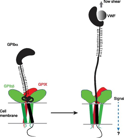 Figure 6. A model of the proposed mechanosensing mechanism of GPIb-IX. We found in this study that the juxtamembrane MSD in GPIbα is folded, and it unfolds upon VWF-mediated pulling. Our results suggest that on the cell surface, the juxtamembrane MSD in GPIbα is folded in the absence of shear flow (left panel). VWF binding under shear to the N-terminal domain of GPIbα induces unfolding of MSD, and subsequently a conformational change in the adjacent extracellular domains of GPIbβ and GPIX, which sends in a signal across the platelet membrane (right).