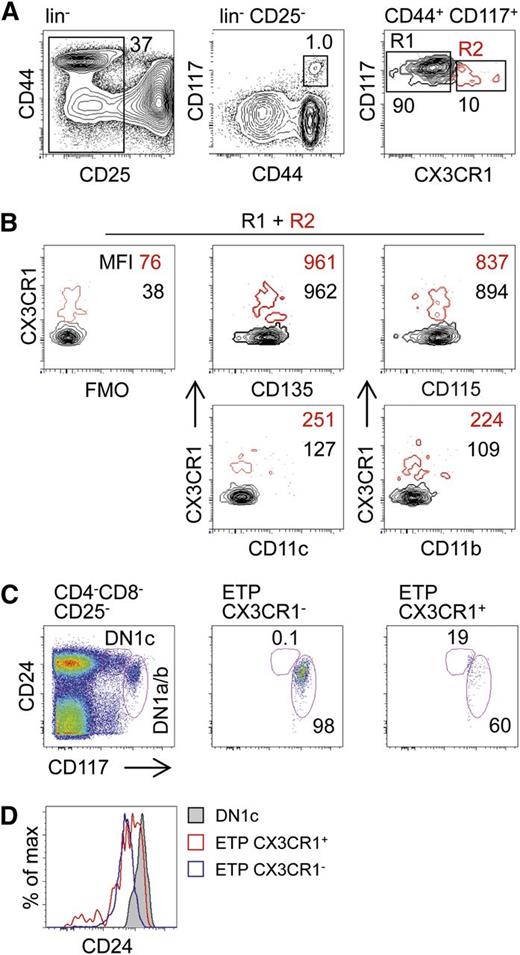 Figure 2. Identification of ETPs expressing CX3CR1. (A) Thymocytes from CX3CR1GFP/+ reporter mice were depleted of CD4 and CD8 positive cells and subsequently stained with lineage antibodies (CD19, TCR-β, NK1.1, CD11b, CD11c, and Gr-1), as well as CD44, CD25, and CD117. Representative FACS density plots show ETPs (lin−CD44+CD25−CD117hi) negative and positive for CX3CR1. (B) ETPs prepared as in (A) positive (red, R1) or negative (black, R2) for CX3CR1 and were tested for expression of markers associated with myeloid precursors: CD135, CD115, CD11c, and CD11b. FMO controls were used to visualize background fluorescence. (C) Thymocytes were prepared and stained as in (A) and antibodies against CD24 to discriminate DN1 subsets according to the DN1a-e scheme. (D) Levels of CD24 on DN1 cells. Numbers inside contour plots indicate median fluorescent intensities of the respective surface antigens. Data are representative of 6 (A) and 2 (B-D) independent experiments. FMO, fluorescence-minus-one.