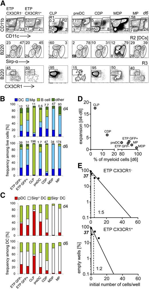 Figure 3. CX3CR1+ and CX3CR1− ETPs have comparable DC potential in vitro. (A) BM-derived progenitors (CLPs, pre-DCs, CDPs, MDPs, and MPs) and thymic progenitors (CX3CR1+ and CX3CR1− ETPs) were sorted from CX3CR1GFP/+ reporter mice. Progenitors were sorted according to gates shown in Figures 1 and 2. CLPs were defined as lin−Sca-1+CD117intCD127+ CD135+. Purified precursors were cultured on OP9 stromal cells in the presence of Flt-3L, SCF, IL-7, and GM-CSF, and analyzed at days 4 and 6 to assess their myeloid and B-lineage potential. Cells derived from these precursors were defined as DC, based on expression of CD11c, along with Sirpα and B220. Bona fide macrophages were identified as CD11b+CD11c−, while B220 cells were defined as CD11c−CD11b−B220+CX3CR1−. (B) Quantification of data shown in (A) at day 4 (upper panel) and day 6 (bottom panel) of culture. Numbers above the columns indicate fold expansion of precursors compared with day 0. (C) Quantification of DC populations shown in (A, middle panel) at day 4 (upper panel) and day 6 (bottom panel) of culture. Development of 3 major DC populations was assessed: CD11c+Sirpα+, CD11c+Sirpα−, and CD11c+B220+ (pDC). (D) Expansion of precursors between days 4 to 6 inversely correlated to the frequency of myeloid cells generated by day 6. (E) The potential of CX3CR1+ and CX3CR1− ETPs to develop toward the myeloid or B lineages was assessed by limiting dilution assay on OP9 stromal cells in the presence of Flt-3L, SCF, IL-7, and GM-CSF. (A-E) Data are representative of 2 independent experiments.