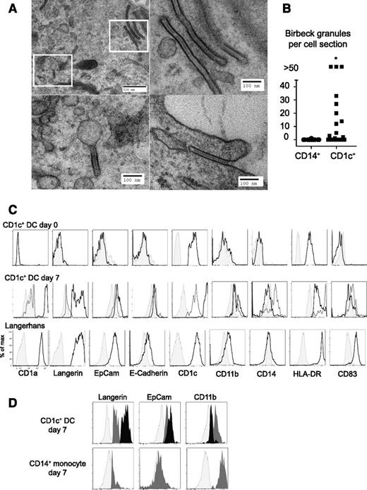 Figure 2. Formation of Birbeck granules in cultures of CD1c+ DCs. (A) EM images of Birbeck granules in CD1c+ DCs cultured for 7 days showing classical “tennis racket” morphology, pentalaminar structure, and formation by endocytosis. Insets in the top left panel are displayed beneath and to the right. The experiment was performed twice with 2 different donors only with GM-CSF and BMP7. The entire culture was processed for EM. (B) Comparison of the number of Birbeck granules per cell section between CD14+ monocytes and CD1c+ DC cultures. *P < .01. (C) Extended phenotype of LC-like cells (CD1c+) compared with primary Langerhans cells (Langerhans). Shaded histograms, isotype controls; gray line, CD1a and langerin double-negative cells; black line, CD1a+ langerin+ cells. Similar results were obtained with GM-CSF and TGFβ, BMP7, or a combination of both in 3 different donors; 1 of 3 experiments performed with GM-CSF, TGFβ, and BMP7 is shown. (D) Comparison of langerin, EpCAM, and CD11b expression in CD1c+ DCs and CD14+ monocytes. Light gray, isotype; midgray, CD1a+ langerinlow cells; black, CD1a+ langerinhigh cells. One of three experiments performed with GM-CSF, TGFβ, and BMP7 is shown.