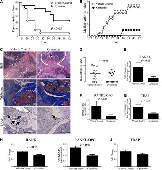 Figure 7. Treatment of wild-type mice with the transglutaminase inhibitor cystamine limits CIA incidence and progression and osteoclastogenesis. (A) Percentage of mice free from any evidence of macroscopic arthritis in the paws of DBA/1 male mice administered cystamine or vehicle control starting 14 days prior to first CII immunization (n = 10 per treatment group). Data were analyzed by Kaplan-Meier log rank analysis. (B) Median arthritis index analysis. (C) Representative images of knee joint histology from mice harvested at day 42 of CIA. Hematoxylin and eosin (H&E) staining (top panel); trichrome staining (arrows: intact cartilage, middle panel) and TRAP staining for visualizing osteoclasts (arrows, bottom panel). (D) Scatter plot of composite histopathology index analysis of hematoxylin and eosin–stained knee joint sections. Symbols represent composite score for individual mice and bars denote median values for each genotype. Data were analyzed by the Mann-Whitney U test. Quantitative RT-PCR analysis of mRNA levels of RANKL (E), RANKL/OPG ratio (F), and TRAP (G). Data are expressed as average fold change over unchallenged control group; Quantitative RT-PCR analysis of mRNA levels of RANKL (H), ratio of RANKL/OPG (I), and TRAP (J) within the hind paws of otherwise unchallenged mice administered cystamine or vehicle control. Data are representative of 2 independent experiments, presented as mean ± standard error of the mean, and analyzed by the Student t test. Scale bars represent 200 µm (C). *P < .05 Mann-Whitney U test.