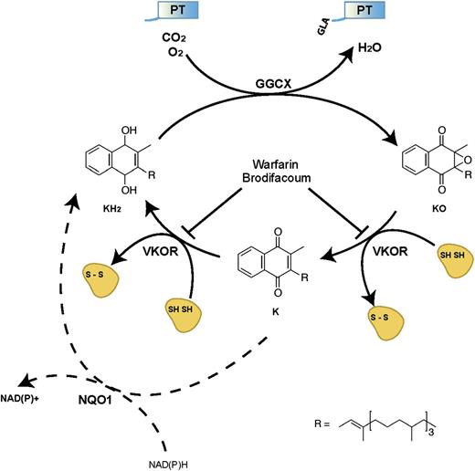 Figure 1. Vitamin K cycle. Vitamin K hydroquinone (KH2) is oxidized to vitamin K epoxide (KO) by the vitamin K-dependent γ-glutamyl carboxylase (GGCX) with concomitant carboxylation of glutamic acid to γ-carboxyglutamic acid (GLA) in PT and other vitamin K–dependent proteins. VKOR uses electrons from a thioredoxin-like protein dithiol to reduce vitamin K epoxide to vitamin K quinone (K) and then vitamin K hydroquinone to complete the vitamin K cycle. VKOR is sensitive to inhibition by warfarin, brodifacoum, and other vitamin K antagonists. A NADPH-dependent pathway catalyzed by NQO1 and related enzymes may help to rescue blood coagulation after coumarin poisoning. NAD(P)+, NAD phosphate.