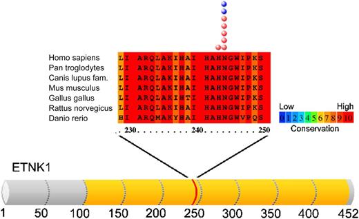 Codons of ETNK1 affected by mutations are indicated by the red and blue circles in aCML and CMML, respectively. See Figure 1A in the article by Gambacorti-Passerini et al that begins on page 499.