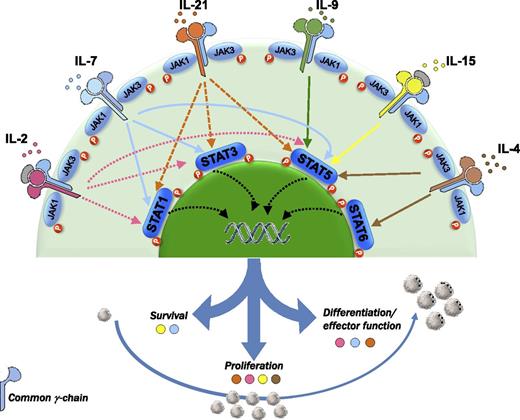 The common cytokine receptor γ-chain family includes IL-2, IL-4, IL-7, IL-9, IL-15, and IL-21. This receptor acts mainly through the JAK-STAT pathway. The blockade of these cytokines with an antagonistic antibody directed against CD132 inhibits proliferation and differentiation of T cells and, in turn, might also inhibit GVHD.