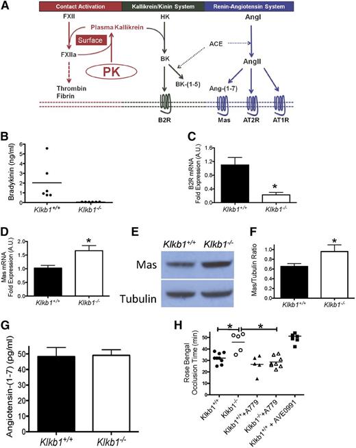 Figure 4. The influence of Mas receptor on thrombosis risk in Klkb1−/− mice. (A) The contact activation system (CAS), kallikrein/kinin system (KKS), and renin-angiotensin system (RAS) interact with each other. ACE, angiotensin-converting enzyme; Ang-(1-7), angiotensin-(1-7); AngI, angiotensin I; AngII, angiotensin II; AT1R,angiotensin receptor 1; AT2R,angiotensin receptor 2; B2R, bradykinin B2 receptor; BK, bradykinin; BK-(1-5), the ACE breakdown product of BK (peptide RPPGF); FXII, factor XII; FXIIa, activated XII; HK, high-molecular-weight kininogen; Mas, the receptor Mas; PK, prekallikrein. The CAS is initiated by XII autoactivation on a surface to convert PK to plasma kallikrein. These 2 proteases reciprocally activate each other and amplify their activation. Plasma kallikrein cleaves HK to liberate BK in the KKS. BK binds to its receptor, B2R, to activate cells or be internalized and degraded. It is also degraded to BK-(1-5) by ACE. ACE interacts with the RAS because it converts AngI to AngII to bind its receptors, AT1R or AT2R. AngII also is degraded to Ang-(1-7) to bind to its receptor Mas. (B) Plasma bradykinin (BK) levels in Klkb1+/+ and Klkb1−/− mice (n = 6 in each genotype). (C) Renal mRNA of B2R in Klkb1+/+ (n = 6) and Klkb1−/− mice (n = 5). (D) Renal mRNA of Mas in Klkb1+/+ (n = 6) and Klkb1−/− mice (n = 5). (E) Immunoblots for renal Mas showing a representative gel from multiple individual studies of kidney lysates from 8 Klkb1+/+ and 7 Klkb1−/− mice. β-tubulin served as the loading control. (F) Ratio of Mas to β-tubulin as quantified by densitometry using ImageJ software. (G) Plasma angiotensin-(1-7) levels in Klkb1+/+ and Klkb1−/− mice (n = 9 in each group). (H) The influence of Mas antagonist A-779 on thrombosis time in Klkb1−/− mice. Klkb1+/+ and Klkb1−/− were treated with the Mas antagonist A-779 (n = 5 and n = 6, respectively) or phosphate-buffered saline (n = 9 and n = 5, respectively) using osmotic pumps as previously reported.18 In additional experiments, WT mice (n = 7) were treated with the Mas agonist AVE0991 added to the drinking water at 0.1 μM. Carotid artery occlusion times were determined using the rose bengal thrombosis assay after 7 days of treatment. Data are presented as mean ± SEM for all experiments. *Significant difference (P < .05) between the 2 groups on Student t test or 1-way ANOVA test when all groups were compared.