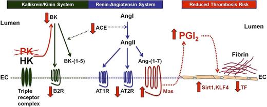 Figure 7. Mechanisms of thrombosis delay in Klkb1−/− mice. In the absence of prekallikrein (PK), there is reduced plasma bradykinin (BK) generation from HK bound to its triple-receptor complex. Expression of the bradykinin B2 receptor (B2R) is also reduced. Similar to our recent observation in Bdkrb2−/− (B2R KO) mice,18 the Mas receptor in the renin-angiotensin system is overexpressed to compensate for reduced BK B2R expression in Klkb1−/− mice. In Klkb1−/− mice, normal levels of Ang-(1-7) interacting with an overexpressed Mas receptor results in increased plasma prostacyclin (PGI2). The elevation of PGI2 is sufficient to increase 2 vasculoprotective transcription factors, Sirt1 and KLF4. Elevation of Sirt1 and/or KLF4 reduces the risk of thrombosis by inhibiting TF expression. In Klkb1−/− mice, the Mas/prostacyclin axis counterbalances the reduction in BK and B2R to reduce thrombosis risk independent of less contact activation.