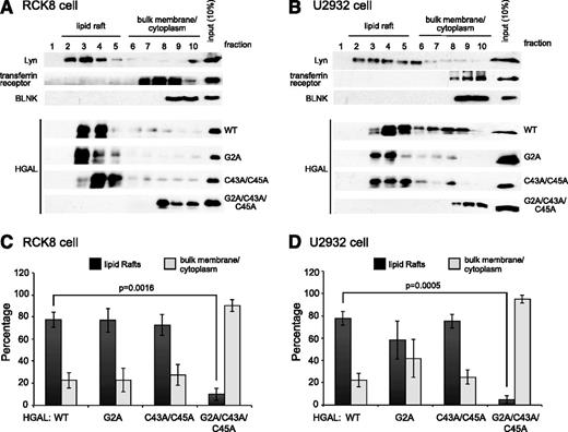 Figure 2. HGAL myristoylation and palmitoylation modifications mediate its localization to membrane lipid rafts. Detergent-free fractionation by sucrose-density centrifugation was done on RCK8 cells (A) and U2932 cells (B) stably transfected with plasmids encoding V5-tag WT HGAL, HGAL myristoylation (G2A), HGAL palmitoylation (C43A/C45A), and HGAL palmitoylation and myristoylation (G2A/C43A/C45A) mutants. Individual fractions were immunoblotted with the indicated antibodies. Input represents 10% of the sample taken from cellular lysate after sonication and before centrifugation. Lyn, transferrin receptor, and BLNK were used as lipid raft, bulk membrane, and cytoplasm markers, respectively. HGAL was detected using V5-tag antibody. Results are representative of 3 independent experiments. (C) Distribution of HGAL in RCK8 and U2932 cells transfected with WT HGAL and HGAL mutants was generated by analyzing total densitometry in lipid raft fractions (2-5) and bulk membrane/cytoplasm fractions (6-10) using ImageJ and Origin 7 software. Data are expressed as the mean ± standard error of the mean of triplicates. P values are shown for each cell line.