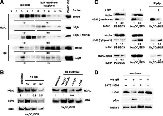 Figure 5. BCR stimulation induces HGAL translocation from lipid rafts to cytoplasm and leads to HGAL degradation. (A) Raji cells were left unstimulated (“control”) or stimulated for 5 minutes in the presence or absence of MG132 (30 μM) with anti-human IgM F(ab)2 (a-IgM). Cellular lysates were subjected to detergent-free fractionation, and equal volumes of each fraction were immunoblotted with the indicated antibodies. Total densitometry in lipid raft fractions (2-5) and in bulk membrane/cytoplasm fractions (6-10) was measured, and relative distribution of HGAL and Igα was compared by randomly assigning value 1 to total densitometry measured in the lipid raft fractions (2-5). Results are representative of 3 independent experiments. (B) Left image: Raji cells were left unstimulated (“untreated”) or were stimulated with a-IgM for 15, 30, or 60 minutes. Cellular lysates were immunoblotted with HGAL, pSyk (Y525/526), or actin. Right image: Raji cells were left untreated or treated for 1hour with a-IgM with or without proteasome inhibitor MG132 (30 μM) or with cycloheximide (CHX; 40 μM) alone. Densitometry was measured for HGAL and normalized for actin content. The value 1 was assigned to the untreated sample. (C) Raji cells were left unstimulated (−) or stimulated (+) with a-IgM for 5 minutes. Membrane and cytoplasm fractionation in either PBS (pH 7.4) or sodium carbonate (Na2CO3) buffer (pH 11) was performed as described in the supplemental Materials and Methods. The fractions were immunoblotted with the indicated antibodies. HGAL (total) represents HGAL contents of whole-cell lysate before separation into cytoplasmic and membrane fractions. Membrane and cytoplasm fractions of Raji cells in sodium carbonate buffer were diluted in mild lysis buffer (MLB) and used for immunoprecipitation (IP) with monoclonal antibody to phosphotyrosine (pTyr; 4G10), followed by immunoblotting with antibody to HGAL. Densitometry before and after IgM treatment was measured and compared by assigning value 1 to the nontreated sample. Results are representative of 3 independent experiments. (D) Raji cells untreated (−) or preincubated (+) with BAY61-3606 (20 nM) for 30 minutes at 37°C were left unstimulated (−) or stimulated (+) with a-IgM for 5 minutes. Membrane and cytoplasm fractionation in sodium carbonate buffer (pH 11) was performed as in panel C, followed by immunoblotting with antibodies to HGAL, pSyk (Y525/526), and flotillin-1. Only membrane fractions are represented. SDS, sodium dodecyl sulfate.