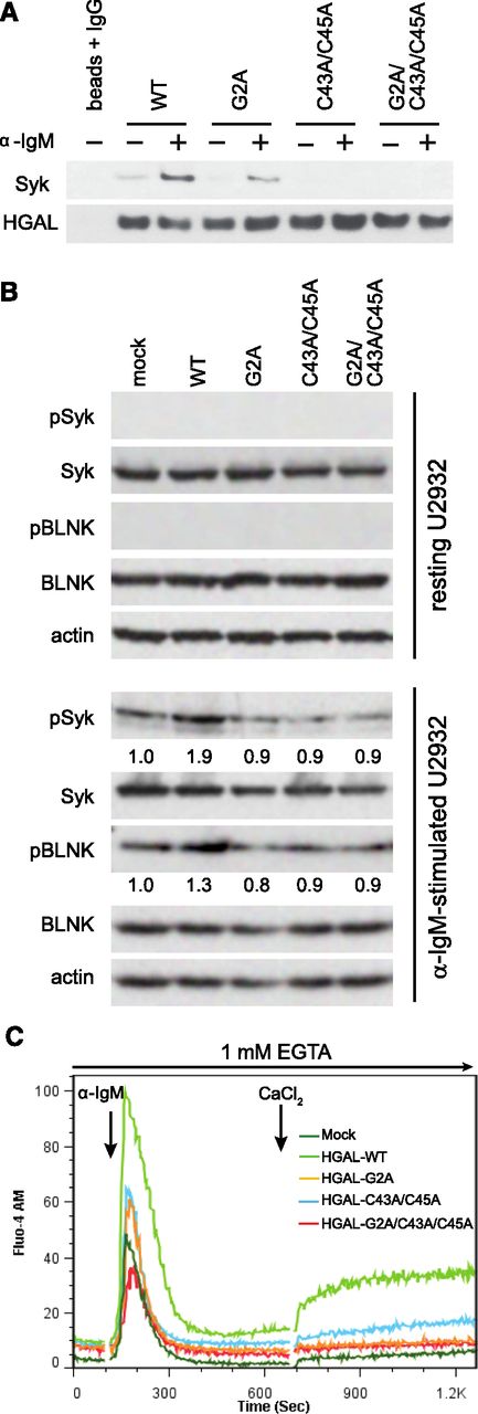 Figure 6. HGAL palmitoylation and myristoylation regulates its interaction with Syk. (A) U2932 cells stably expressing WT or G2A HGAL, C43A/C45A HGAL, and G2A/C43A/C45A HGAL mutants were left unstimulated (−) or stimulated (+) with anti-human IgM F(ab′)2 (a-IgM) for 5 minutes. Whole-cell lysates were prepared, immunoprecipitated with V5-tag antibody, separated by SDS-polyacrylamide gel electrophoresis, and immunoblotted with antibodies to Syk or HGAL. Results are representative of 3 independent experiments. (B) U2932 cells stably transfected with mock vector or HGAL and its mutants were left unstimulated (“resting”) or stimulated for 1 minute with goat F(ab')2 anti-human IgM. Western blot analysis of pSyk (Y352), Syk, pBLNK (Y84), BLNK, and HGAL were performed. Actin was blotted to demonstrate equal loading. Results are representative of 3 independent experiments. (C) Kinetic analysis of calcium mobilization in U2932 cells stably transfected with HGAL or its mutants. Horizontal arrow indicates the whole process was in the presence of 1 mM EGTA; vertical arrow indicates the time points at which goat F(ab')2 anti-human IgM and calcium chloride (CaCl2) were added.