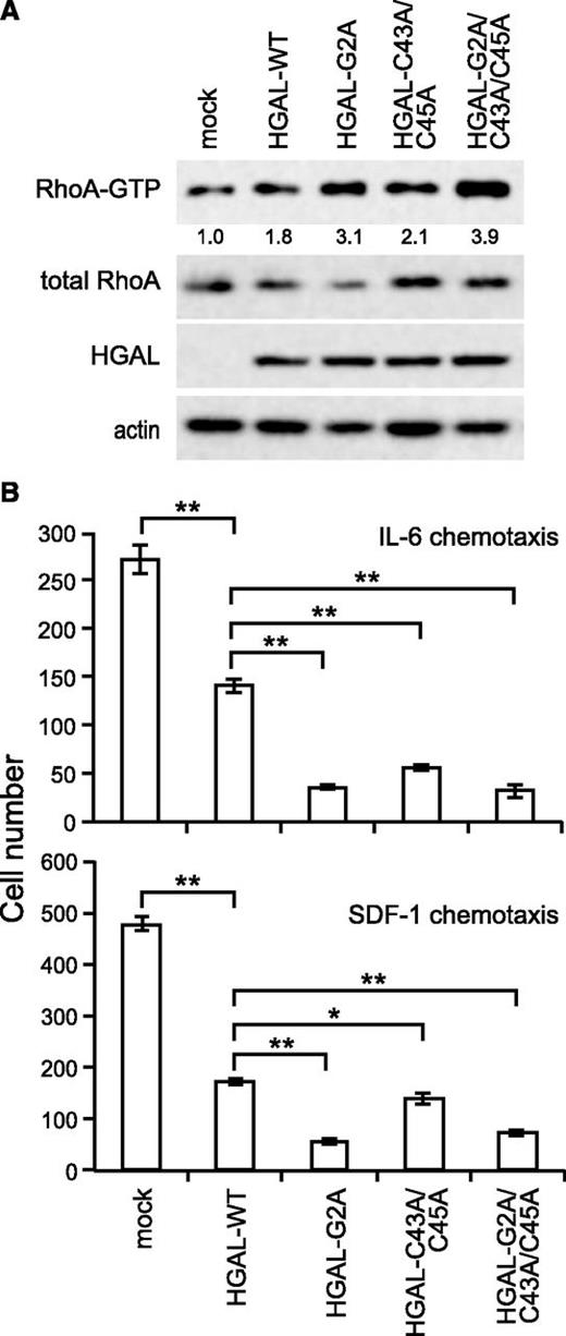 Figure 7. HGAL palmitoylation and myristoylation mutants enhance RhoA activation and greatly inhibit cell motility. (A) RCK8 cells stably expressing WT and G2A, C43A/C45A, and G2A/C43A/C45A HGAL mutants were starved for 8 hours and then seeded on fibronectin for 60 minutes. Cellular extracts were prepared and RhoA pull-down assay was performed. Equal loading was confirmed by immunoblotting with actin antibodies. Results are representative of 3 independent experiments. Densitometry analysis of normalized RhoA-GTP to total RhoA is presented. (B) RCK8 cells stably expressing mock vector or WT, G2A, C43A/C45A, and G2A/C43A/C45A HGAL mutants were used for IL-6 or SDF-1 chemotaxis assay performed in triplicate. Data are expressed as the mean ± standard error of the mean of triplicates. *P < .05; **P < .001. Results are representative of 2 independent experiments. GTP, guanosine triphosphate.