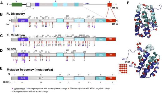 Figure 2. Distribution of mutations in the Bcl-2 protein. (A) Schematic diagram of the BCL2 gene. Exons 1, 2, and 3 are color-coded in green, gray, and red, respectively. (B-D) Linear diagram of Bcl-2 protein showing Bcl-2 homology domains and distribution of amino acid alterations in (B) FL discovery (n = 38), (C) FL validation (n = 128), and (D) DLBCL (n = 39) cohorts. Color-coded symbols depict distinct types of alterations, with purple for synonymous, white for nonsynonymous with no charge introduction, red for nonsynonymous with introduction of a negative charge, and blue for nonsynonymous with introduction of a positive charge. (E) Overall BCL2 coding mutation frequency normalized for an interval of 10 amino acids in FL and DLBCL cohorts. (F) Two different projections of Bcl-2 are presented showing coding somatic mutations (red spheres) in the 2 FL cohorts mapped together onto the Bcl-2 3D structure (PDB 2O21). BH, Bcl-2 homology domain; FLD, flexible loop domain; TM, transmembrane domain.