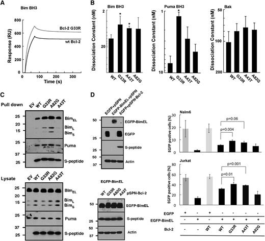 Figure 5. Some Bcl-2 amino acid substitutions increase affinity for proapoptotic family members. (A) Binding between immobilized human Bim BH3 peptide and 300 nM WT Bcl-2 or the G33R variant was analyzed by surface plasmon resonance. (B) Summary of dissociation constants for complexes of WT or mutant Bcl-2 with Bim BH3 peptide, Puma BH3 peptide, or BakΔTM protein showing that Bim and Puma BH3 domains are bound more tightly to Bcl-2 G33R or A43T than to WT. Error bars, SD of 3 independent experiments using different chips and protein preparations. *P < .03 vs WT sequence. (C) After cDNA encoding WT or variant Bcl-2 fused to S-peptide was expressed for 24 hours in Jurkat cells, S-peptide pulldowns (top) or whole cell lysates (bottom) were probed for S-peptide or the indicated Bcl-2 binding partners. (D) Nalm6 or Jurkat cells were transfected with plasmid encoding enhanced green fluorescent protein (EGFP) or EGFP fused to BimEL,59 along with empty vector or plasmid encoding the indicated Bcl-2 variant. Cells were cultured for 24 hours in the presence of the broad spectrum caspase inhibitor Q-VD-OPh,60 and subjected to immunoblotting to assess expression (left panels). Alternatively, after culture for 24 hours in the absence of Q-VD-OPh for 24 hours, cells were stained with APC-conjugated Annexin V and subjected to 2-color flow cytometry. Right panels show summary of EGFP-positive/Annexin V-negative cells (as a percentage of total cells) after transfection of Nalm6 cells (upper panel) or Jurkat cells (lower panel). Error bars, ± SD of 3 independent experiments. Procedures used for these in vitro studies were previously published46,47,53,61 and are described in the supplemental Methods.