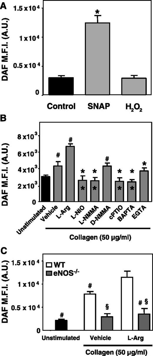 Figure 1. DAF fluorescence intensity in fluorimetric assay: specificity for NO in human and mice platelets. (A) DAF-FM–loaded washed platelets in suspension were incubated with either SNAP (100 µM) or H2O2 (100 µM) (*P < .01 vs control and H2O2). (B) DAF-FM–loaded platelets were stimulated with collagen (50 µg/mL) after preincubation with vehicle (control), l-arginine, L-NIO, L-NMMA, D-NMMA, cPTIO, BAPTA, or EGTA, and the DAF-FM fluorescence intensity was recorded (#P < .005 vs unstimulated; *outside the column P < .0001 vs l-Arg; *inside the column P < .005 vs vehicle). (C) DAF-FM–loaded washed platelets from wild-type (white columns) or eNOS−/− (gray columns) mice were stimulated with collagen after preincubation with vehicle (control) or with the eNOS substrate l-Arg, 100 μM (#P < .001 vs l-Arg–treated wild-type; §P < .001 vs wild-type).