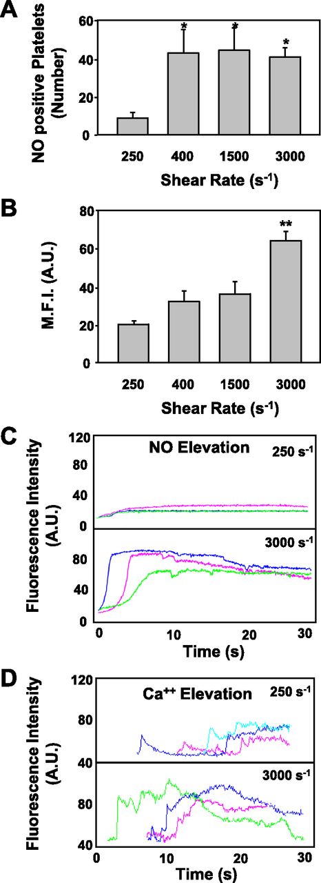 Figure 3. Shear rate effects on platelet NO elevation. A blood cell suspension, prepared as described in the legend to Figure 2, was perfused over immobilized fibrillar collagen type I at different shear rates for 3 minutes. (A) The number of platelets exhibiting an increase in fluorescence after the perfusion of an identical volume of blood (1.41 mL) was enumerated at the indicated shear rate conditions (250, 400, 1500, 3000 s−1) (*P < .01 vs 250 s−1). (B) The MFI, an index of NO production in DAF-FM–loaded platelets, was quantified for 30 seconds at different shear rates, as indicated (**P < .001 vs 250 s−1). (C) Surface-interacting platelets at 250 and 3000 s−1 were monitored in real time for the first 30 seconds after fluorescence increased. Traces, obtained with MATLAB through computational analysis, are representative of fluorescence intensity of 3 single platelets loaded with DAF-FM. (D) FLUO 3-AM–loaded platelets, prepared as described under Methods, were perfused over immobilized fibrillar collagen type I at different shear rates for 3 minutes. Surface-interacting platelets at 250 and 3000 s−1 were monitored in real time for the first 30 seconds. Traces are representative of fluorescence intensity of 3 single platelets loaded with FLUO 3-AM. The time scale indicates only the temporal trend of the fluorescent signals and not its evolution in relation to platelet-collagen interaction.