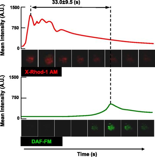 Figure 5. Simultaneous measurement of collagen-induced platelet NO production and calcium elevation. X-Rhod1-AM and DAF-FM double-labeled platelets, prepared as described under Methods, were perfused for 3 minutes at 3000 s−1 on a collagen-coated surface and the 2 fluorescence intensities in surface-interacting platelets were monitored for 60 seconds. Representative curves of the fluorescence intensities of single platelets labeled with X-Rhod1-AM and DAF-FM are reported. The analysis of 100 platelets revealed a mean lag phase between the calcium peak and NO signals of 33 ± 9.5 seconds (mean ± 95% CIs).