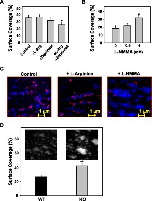 Figure 6. Effect of platelet NO on platelet deposition onto collagen under flow. A human blood-cell suspension prepared as described in the legend to Figure 2 was perfused over immobilized fibrillar collagen type I at the shear rate of 3000 s−1 for 3 minutes. When indicated, blood cells were incubated for 10 minutes at 37°C with l-Arg, with the cGMP phosphodiesterase inhibitor (Zaprinast, 1 µM)37, with the two combined or with L-NMMA at various concentrations. After 3 minutes (to allow visualization of all adhering platelets), the fluorescent dye mepacrine (8 µM) was added and the percent of surface coverage was calculated. (A) l-arginine in combination with Zaprinast inhibits platelet deposition onto collagen (*P < .01 vs control). (B) L-NMMA increases platelet deposition onto collagen (*P < .01 vs control). (C) Representative single-frame images resulting from the merging of 2 distinct grayscale images obtained at 3 and 4 minutes of perfusion. Red = DAF-FM–loaded platelets after 3 minutes of perfusion; blue = quinacrine-loaded platelets after 4 minutes of perfusion. (D) Whole blood from wild-type or eNOS−/− mice, treated with the fluorescent dye mepacrine for platelet visualization, was perfused over immobilized fibrillar collagen type I at the shear rate of 1500 s−1 for 3 minutes. eNOS−/− mice form larger thrombi and the quantification of the surface area covered by platelets after perfusion demonstrates a significantly larger surface area in the eNOS−/− compared with wild-type mice (*P < .01 vs wild-type).