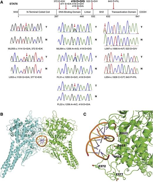 Figure 1. Identification of novel mutations in STAT6 in FL. (A) Schema of the STAT6 protein domain structure. The approximate location of somatic mutations identified in STAT6 in FL is indicated. Sanger sequence chromatograms showing results for FL B-cell– and paired CD3+ T-cell–derived DNA. (B-C) Homology model of the STAT6-DNA complex. (B) STAT6 dimer with individual monomers in green and cyan. (C) STAT6 residues undergoing mutation are close to the DNA binding interface and are displayed in ball-and-stick diagrams. The graphic was generated with the PyMOL program.