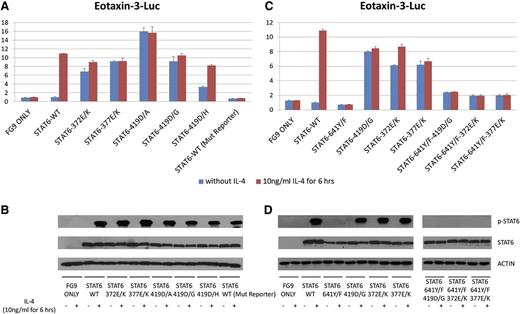 Figure 2. FL-associated STAT6 mutations are intrinsically activating and partially STAT6-Y641 independent. Results of STAT6 luciferase assays in HEK293T cells and corresponding immunoblots. (A) Luciferase assay results in HEK293T cells indexed to the results for unstimulated STAT6 wt measurements; IL-4 stimulation is indicated. (B) Immunoblot results for the experiment presented in (A) using antibodies against STAT6, p-STAT6-Y641, and actin. (C) Luciferase assay results in HEK293T cells indexed to the results for unstimulated STAT6 wt measurements; IL-4 stimulation is indicated. (D) Immunoblot results for the experiment presented in (C) using antibodies against STAT6, p-STAT6 Y641, and actin.