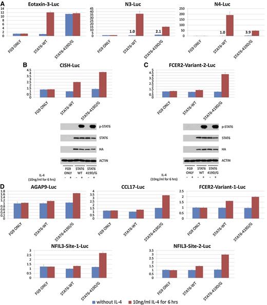 Figure 3. Results of STAT6 luciferase assays in HEK293T cells across a panel of luciferase response plasmids. (A) Results for an eotaxin-3 luciferase (Luc) plasmid and two synthetic STAT6 luciferase response plasmids described by Ritz et al,35 each carrying 3 STAT6 sites (supplemental Methods); N3: TTCNNNGAA; N4: TTCNNNNGAA. Numbers indicate fold-activation over the unstimulated STAT6 wt signal. (B-C) Results for luciferase assays using naturally occurring genomic DNA stretches carrying STAT6 site(s) derived from CISH and FCER2 and corresponding immunoblot results. (D) Results for luciferase assays for 5 naturally occurring genomic DNA stretches carrying single STAT6 sites in AGAP9, CCL17, FCER2, and two NFIL3-derived sites.
