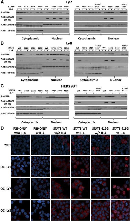 Figure 6. A greater propensity for STAT6 mutant proteins vs STAT6 wt proteins to reside in the nucleus before and after IL-4 stimulation. (A-C) Subcellular fractionation. Stably transfected lymphoma cell lines OCI-LY7 and OCI-LY8 and transiently transfected HEK293T cells were fractionated by using hypotonic cell lysis (cytoplasmic fraction) followed by high salt extractions (nuclear fraction), and protein was prepared for immunoblotting with antibodies to HA, p-STAT6-Y641, laminB1, and tubulin. IL-4 stimulation and STAT6 mutant and double mutant status is indicated at the top. (D) Immunofluorescence. Results of confocal immunofluorescence detection of HA-tagged STAT6 wt and STAT6 419G in stably transfected lymphoma cells and transiently transfected HEK293T cells. Red, anti-HA; blue, 4,6 diamidino-2-phenylindole staining. IL-4 stimulation is indicated.