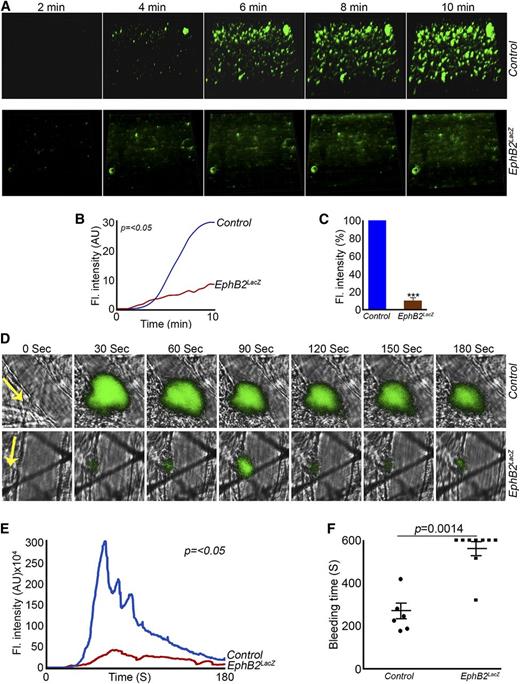 Figure 6. EphB2 signaling is important for thrombus formation and hemostasis. (A) DiOC6-labeled control or EphB2LacZ mouse blood was perfused over collagen-coated Vena8 Biochips and thrombus formation monitored for 10 minutes capturing images at every 30 seconds (representative images at different time points shown). (B) The fluorescence intensity of thrombi obtained from control and EphB2LacZ mice was compared over a 10-minute period. Data represent mean (of sum intensity) ± SD (n = 4). (C) Thrombus intensity obtained in control at 10 minutes was taken as 100% and compared with EphB2LacZ at the same time point. Data represent mean (of sum intensity) ± SD (n = 4). The P values shown in figure are as calculated by 2-way ANOVA (***P ≤ .001). (D) Laser-induced arterial thrombosis was measured in mouse cremaster muscle arterioles using intravital microscopy and the fluorescence intensity of thrombi (E) was calculated using Slidebook software (version 5.5). Representative images at different time points and cumulative trace of thrombus formation are shown. Data represent mean ± SD (n = 4 of control and EphB2LacZ mice). The P values shown in figure are as calculated by 2-way ANOVA (F) Tail bleeding was assessed in control and EphB2LacZ mice by dissection of 1 mm of tail tip and monitoring the time to cessation of bleeding. Data represent mean ± SD (n = 7 of control and n = 9 EphB2LacZ mice). The P value shown was calculated using the nonparametric Mann-Whitney test. ANOVA, analysis of variance.