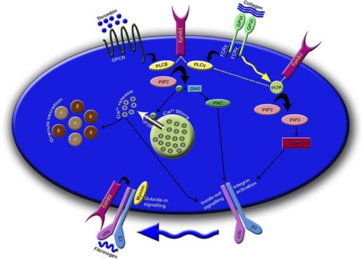 Figure 7. EphB2 regulates platelet function through modulating calcium mobilization, PI3K- and integrin αIIbβ3-mediated signaling. EphB2 may directly and/or indirectly influence the activation of PLC isoforms and thereby controls PI3K signaling. The consequences of these signaling events modulate the calcium mobilization, integrin αIIbβ3 mediated inside-out signaling, and granule secretion. Because EphB2 is physically associated with integrin αIIbβ3, it may be involved in the regulation of integrin αIIbβ3 mediated outside-in signaling. α and δ in small discs represent α and dense granules, respectively. The dotted lines indicate the predictive functions. DAG, diacylglycerol; FCRγ, Fc receptor γ chain; GPCR, G-protein–coupled receptor; IP3, inositol 1,4,5-trisphosphate; IP3R, IP3 receptor; PIP2, phosphatidylinositol 4,5-bisphosphate; PKC, protein kinase C.