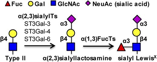 Figure 1. sLeX biosynthesis. Three α(2,3) sialylTs, ST3Gal-3, -4, and -6, act on the type II N-acetyllactosamine substrate to add the terminal sialic acid. α(1,3)fucosyltransferases act on the resulting sialylated lactosamine to form the sLeX antigen.
