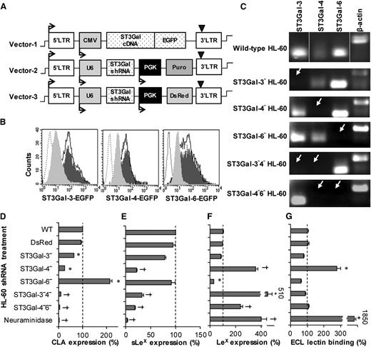Figure 2. Effect of α(2,3) sialylT silencing on cell-surface glycan expression. (A) Lentiviral vectors used for shRNA screening and gene silencing. Stable CHO-S cells expressing the ST3Gal-EGFP fusion protein were made using the pCS-CG construct (vector 1). pLKO.1 vectors 2 and 3 carry the shRNA along with either puromycin drug selection (vector 2) or DsRed fluorescent reporter (vector 3). (B) Solid empty histograms in all panels present CHO-S cells stably expressing 1 of the ST3Gal-EGFP fusion proteins. Transduction of these cells with lentivirus carrying shRNA against corresponding ST3Gal variants (gray filled histograms), but not control shRNA (black filled histogram), resulted in a reduction in EGFP signal as measured using flow cytometry. Dashed empty histograms WT CHO-S cells without EGFP fusion protein. Efficient shRNA that reduced EGFP fluorescence by >80% were selected for functional studies. (C) Gel electrophoresis analysis of RT-PCR products demonstrate the absence of target mRNA (white arrow) in single and dual knockdown HL-60 cells. Similar results were obtained using quantitative RT-PCR. (D-G) Flow cytometry measured cell-surface expression of the CLA using mAb HECA-452 (D), sLeX/CD15s epitope using mAb CSLEX-1 (E), Lewis-X/CD15 using mAb HI98 (F), and Galβ1,4GlcNAc/N-acetyllactosamine using ECL lectin (G). All data were normalized with respect to WT HL-60s (dashed line). *P < .05 with respect to all other treatments, †P < .05 with respect to all other treatments except daggers (†) are not different from each other.