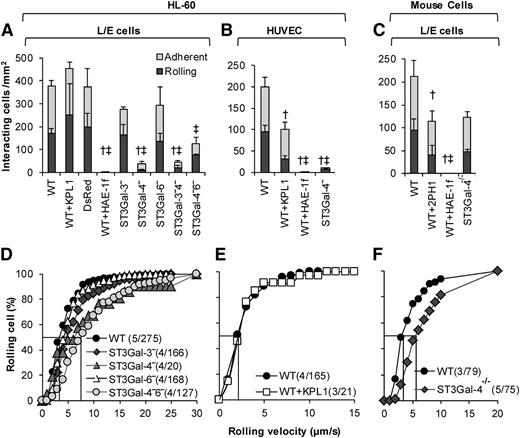 Figure 3. E-selectin–mediated leukocyte rolling. A total of 2 × 106/mL WT and variant HL-60s were perfused over monolayers containing either E-selectin–expressing L/E cells (A,D) or IL-1β–stimulated HUVECs (B,E) at 1 dyne/cm2. WT and ST3Gal-4−/− mouse neutrophils were also perfused over L/E cells (C,F). Top panels present rolling and adherent cell density data 2 minutes after start of perfusion. Bottom panels present rolling velocity in the form of cumulative histogram plots. Median rolling velocity is indicated by straight line at 50% in the lower panels. Number in parentheses present “(number of independent experiments/total number of cells analyzed).” Rolling velocity was not measured when <5 cells rolled in a given run. † and ‡ denote statistically significance differences (P < .05) for rolling and adherent cell density, respectively. Here, † and ‡ are different with respect to all other treatments, except that treatments marked by † and ‡ in a given panel are not different from each other. HAE-1f, KPL-1, and 2PH1 are blocking mAbs against human E-selectin, human PSGL-1, and murine PSGL-1, respectively. Elimination of ST3Gal-4 activity has a more drastic effect on human, rather than murine, leukocyte rolling on E-selectin.
