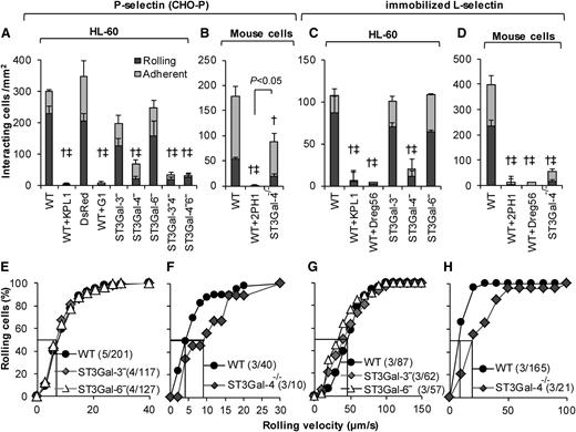 Figure 4. P-/L-selectin mediated rolling. Cell-adhesion studies were performed identically to Figure 3 only the substrates were composed of either P-selectin–expressing CHO-P cells (A-B,E-F), or recombinant L-selectin (C-D,G-H). Top panels present rolling and adherent cell density data, whereas bottom panels present cumulative rolling velocity distribution. A, E and C, G present data for HL-60 and its derivatives, whereas the remaining panels present murine neutrophil data. All statistical symbols are identical to Figure 3, except that WT+2PH1 is significantly different from ST3Gal-4−/− in panel B. Silencing ST3Gal-4 reduced HL-60 rolling on both P- and L-selectin by >90%. ST3Gal-4−/− mouse neutrophils rolled well on P-selectin unlike the ST3Gal-4− HL-60s. mAbs G1 and Dreg56 are anti-P- and L-selectin blocking mAbs.