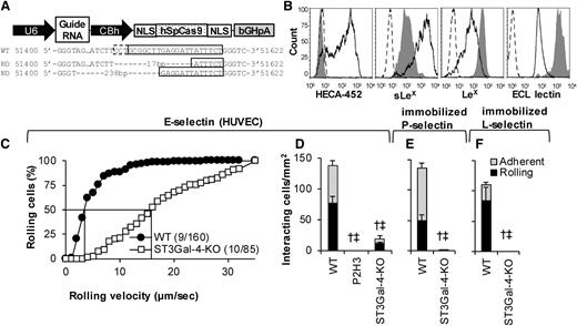 Figure 5. Genomic deletion of STGal-4. (A) Schematic of vector used to create knockout cells. ST3Gal-4 genomic DNA sequencing results for WT HL-60s (top row) and the 2 alleles in the ST3Gal-4-KO cells (middle and bottom row). Here, the solid box highlights the guide RNA sequence and the dashed box denotes the protospacer adjacent motif (PAM/NGG). Seventeen- and 238-bp chromosomal deletion are noted upon genomic editing. (B) Flow cytometry histograms measuring CLA/mAb HECA-452, sLeX/CSLEX-1, LeX/HI98, and ECL lectin binding. Solid empty histograms correspond to WT cells; dashed histograms correspond to isotype control except for last panel where it is secondary Ab alone; and gray shaded histograms are for ST3Gal-4-KO HL-60s. (C-F) WT and ST3Gal-4-KO cell rolling data on IL-1β–stimulated HUVECs (C-D), recombinant P-selectin-IgG (E), and L-selectin-IgG (F) at 1 dyne/cm2. Statistics symbols are identical to Figure 3. P2H3 is an anti-E-selectin blocking mAb. ST3Gal-4-KOs did not roll on L- and P-selectin. Residual cells that rolled on E-selectin displayed fivefold higher rolling velocity compared with WT HL-60s.