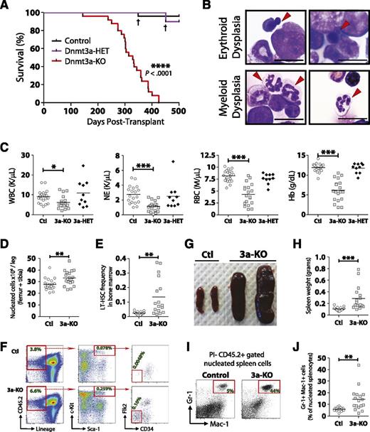 Figure 2. Enforced differentiation of Dnmt3a-KO HSCs leads to bone marrow failure resembling MDS. Noncompetitive transplantation of control (n = 25), Dnmt3a-HET (n = 10), and Dnmt3a-KO (n = 25) WBM. Compiled data are derived from 2 independent transplant cohorts. Control WBM in the first cohort was Mx1-CRE-:Dnmt3afl/fl (n = 10) and in the second cohort Mx1-CRE+:Dnmt3a+/+ (n = 15). Dnmt3a-HET WBM was Mx1-CRE+:Dnmt3afl/+ (n = 10). (A) Kaplan-Meier survival curve of all mice. † indicates death of a mouse from nonhematopoietic complications. The remainder of the figure shows data only for the Dnmt3a-KO (3a-KO) mice that were diagnosed with MDS at time of sacrifice. Data for control (Ctl) and Dnmt3a-HET (3a-HET) are from day 500 posttransplant. (B) Bone marrow pathology of the MDS phenotype. Erythroid dysplasia indicates orthochromic pronormoblasts with irregular nuclear contours and nuclear budding indicative of dyserythropoiesis. Myeloid dysplasia indicates lobated, hypersegmented neutrophils with pale blue cytoplasm indicative of dysmyelopoiesis. Red arrows indicate cells with described phenotypes. All photomicrographs taken at original magnification ×100. Scale bar represents 10 μm. (C) Peripheral blood counts show leukopenia, neutropenia, and anemia in recipients of Dnmt3a-KO WBM. Dnmt3a-KO MDS mice also showed bone marrow hypercellularity (D) and increased HSC (Lineage− CD45.2+ Sca-1+ c-Kit+ CD34− Flk2−) frequency (E). (F) FACS plots showing increase of phenotypically defined HSCs in Dnmt3a-KO recipient mice. Numbers represent percentage of that cell fraction in total bone marrow. Dnmt3a-KO MDS mice showed splenomegaly (G-H) with increased myeloid cell (Gr-1+ Mac-1+) cell infiltration (I-J). * P < .05, ** P < .01, *** P < .001, **** P < .0001.